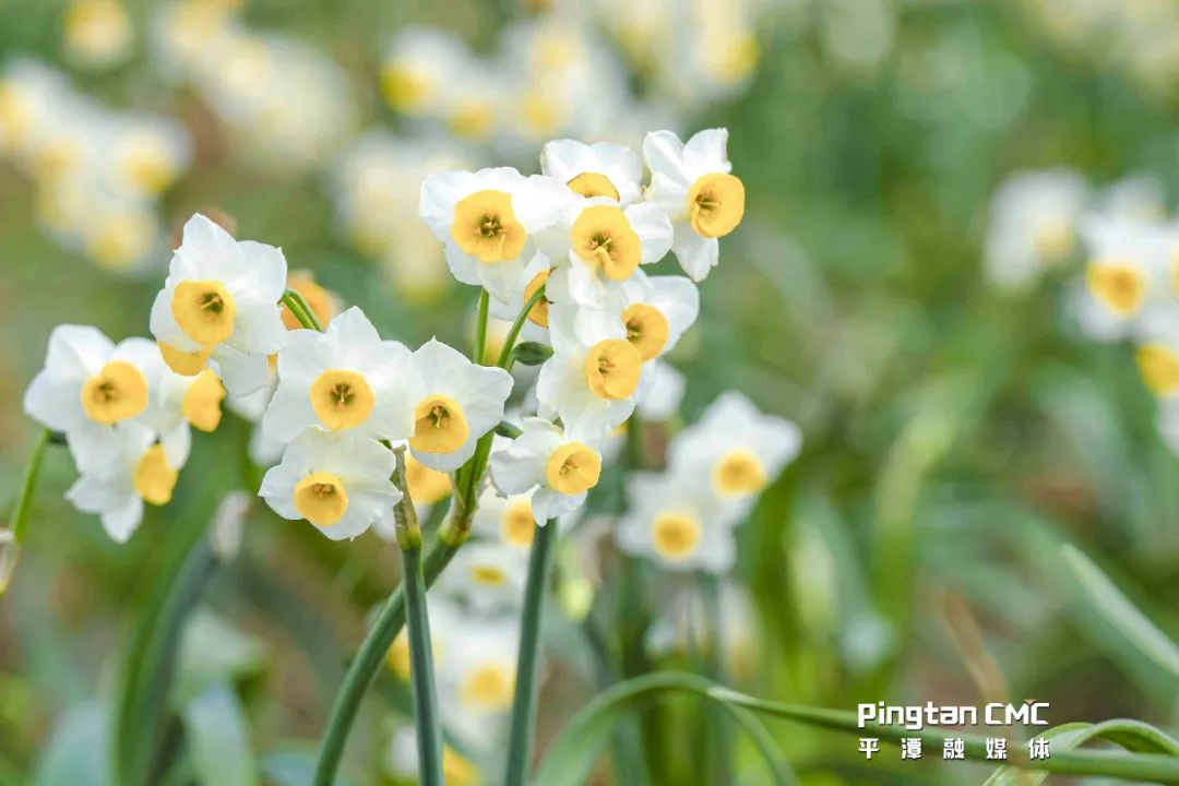 气候是水仙花原生种的发源地之一平潭四面环海等涉农特色商标还有甘薯