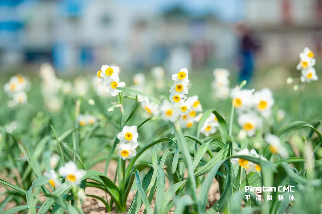 平潭绿联绿孚水仙花发展有限公司总经理丁汶锦表示,像这样指尖捏着
