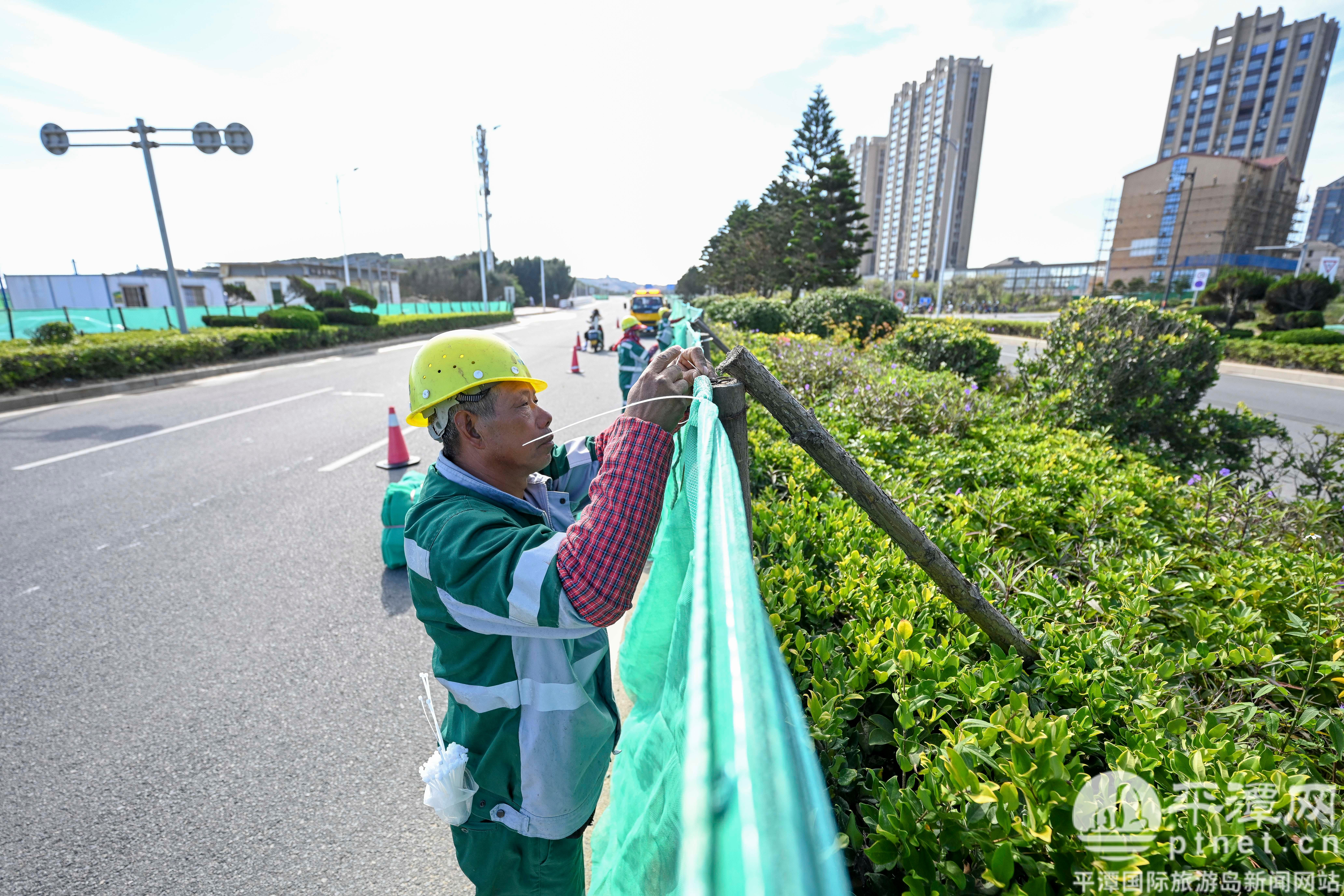 平潭绿化工人筑牢防风障 苗木过冬有保障