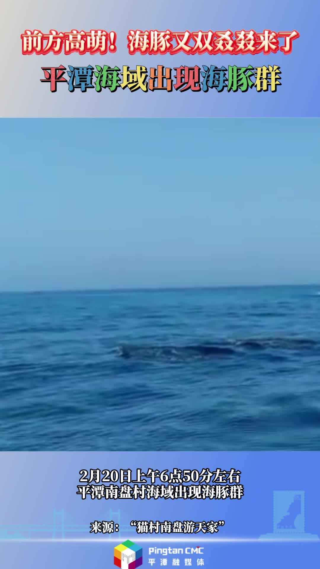 前方高萌！海豚又双叒叕来了！平潭海域出现海豚群