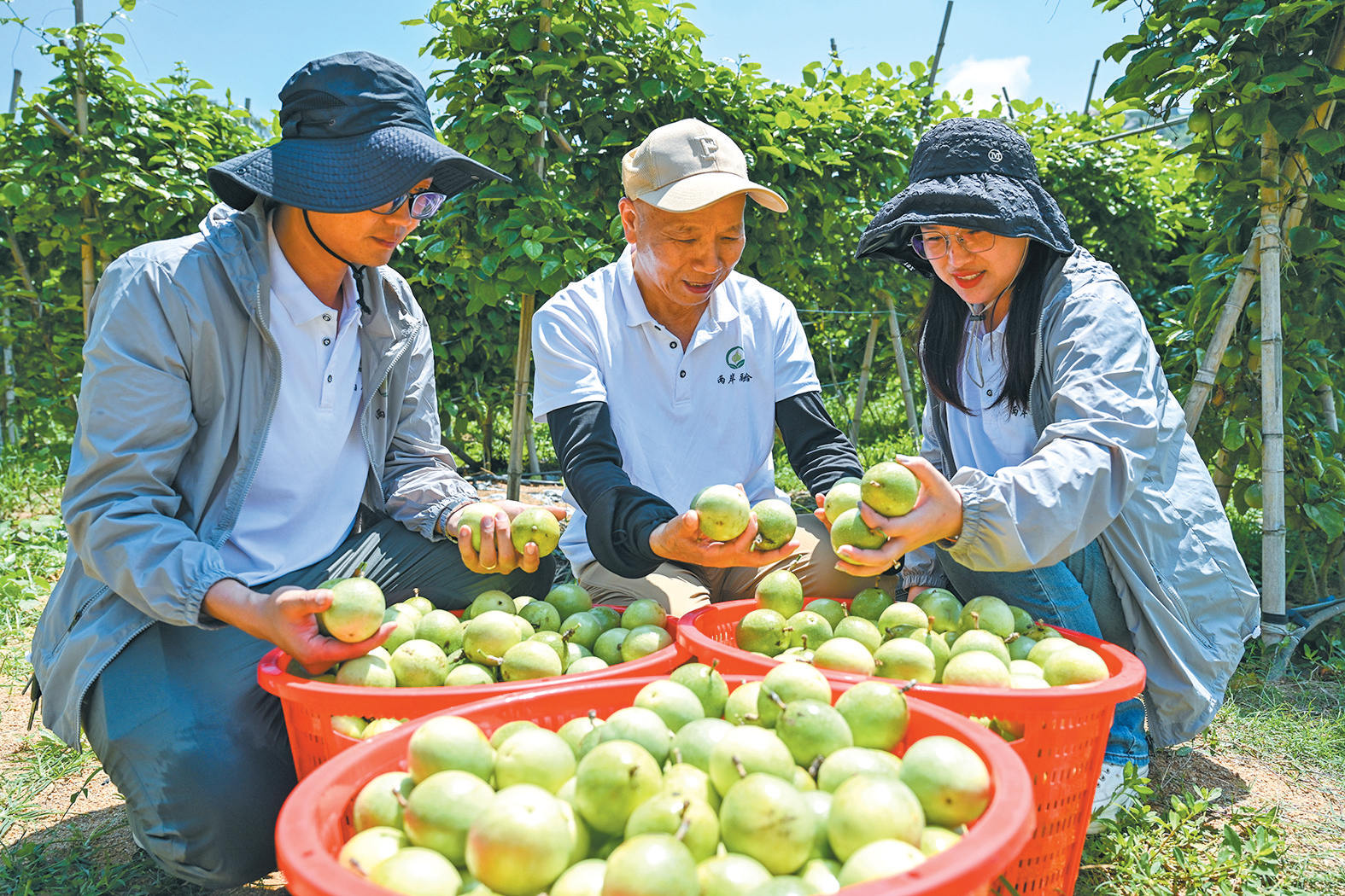 台湾黄金百香果飘香岚岛