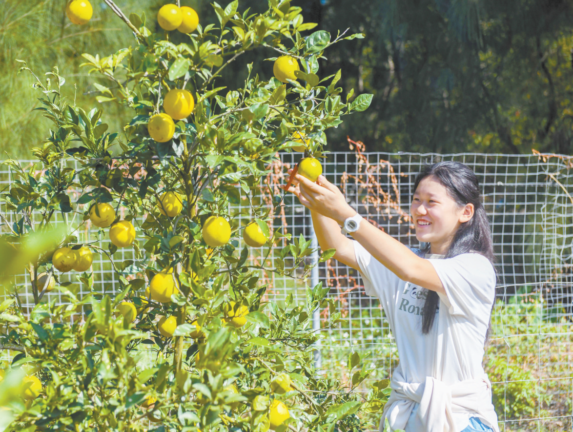 平潭：海岛橙意香引客