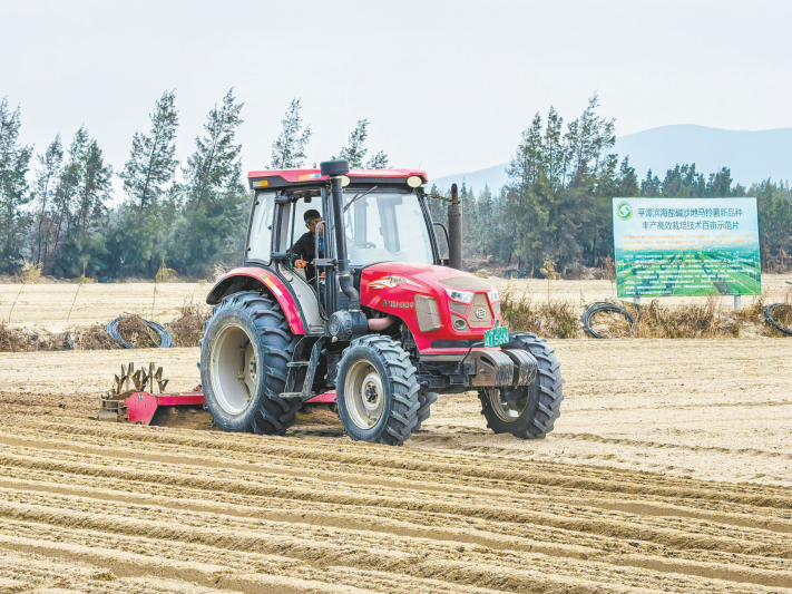 平潭盐碱地变身丰收田