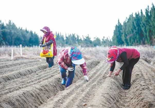 平潭：致富路上薯香四溢