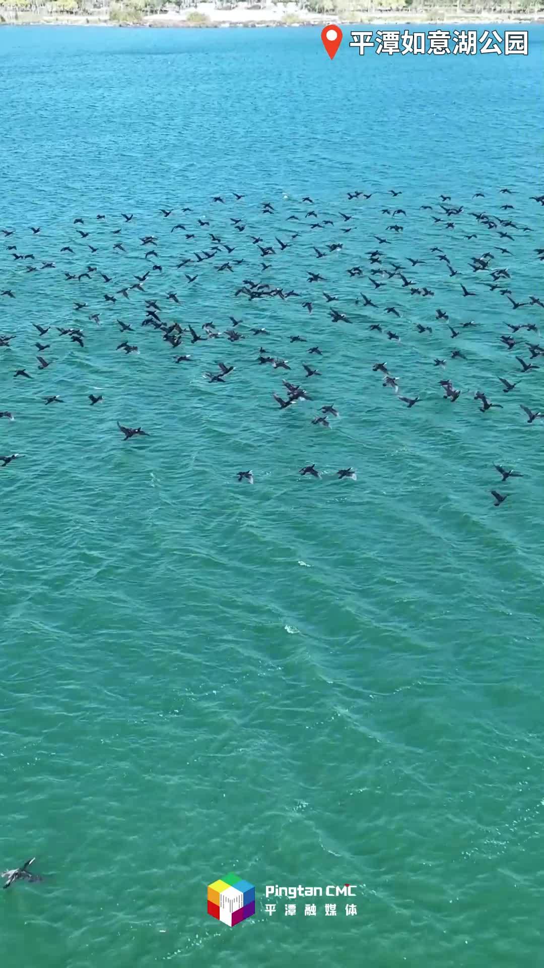 风从海上来，鸟向暖处栖！平潭超治愈