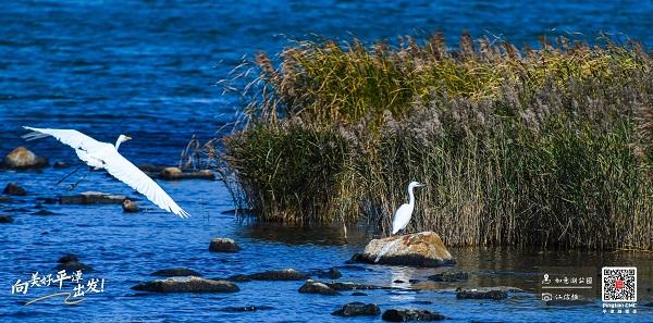 向美好平潭出发：风动苇草，鹭舞碧波，浪漫刚好