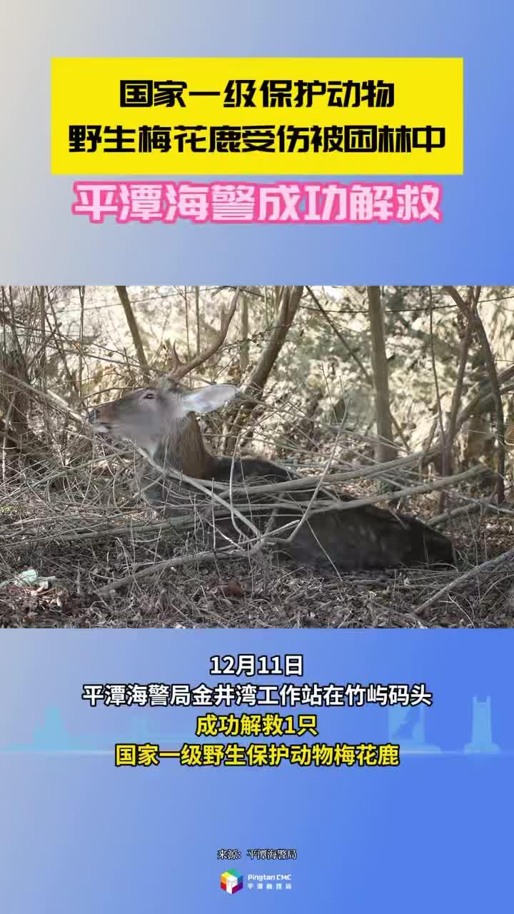 平潭海警成功解救受伤野生梅花鹿