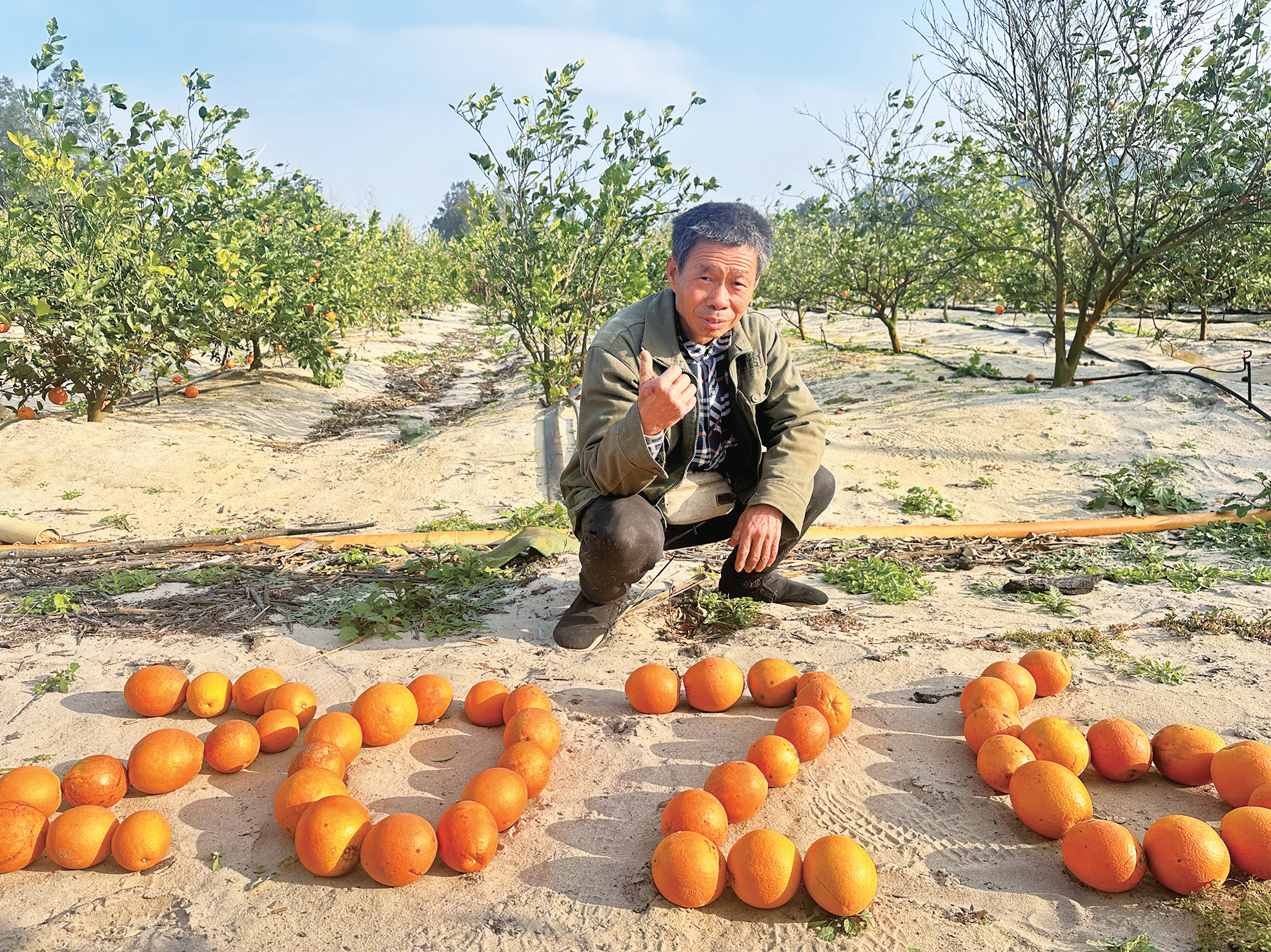 采摘一颗橙 揽来一年甜