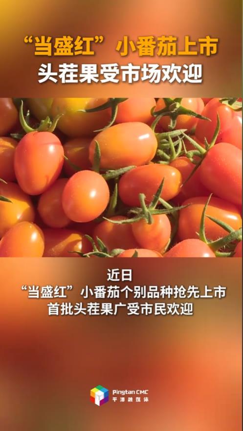 “当盛红”小番茄上市！