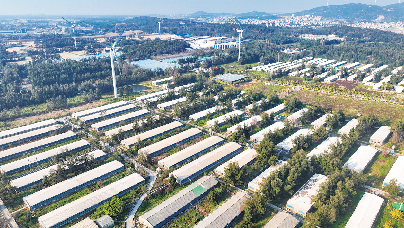 平潭全链条守护群众肉篮子