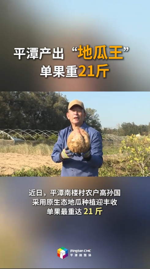 平潭产出“地瓜王”，单果重21斤