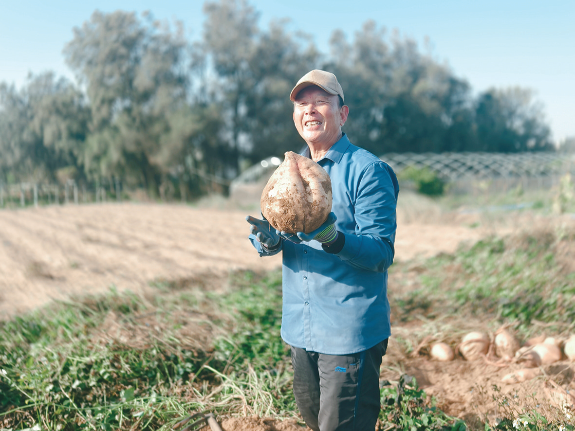 平潭产出“地瓜王”，单果重21斤