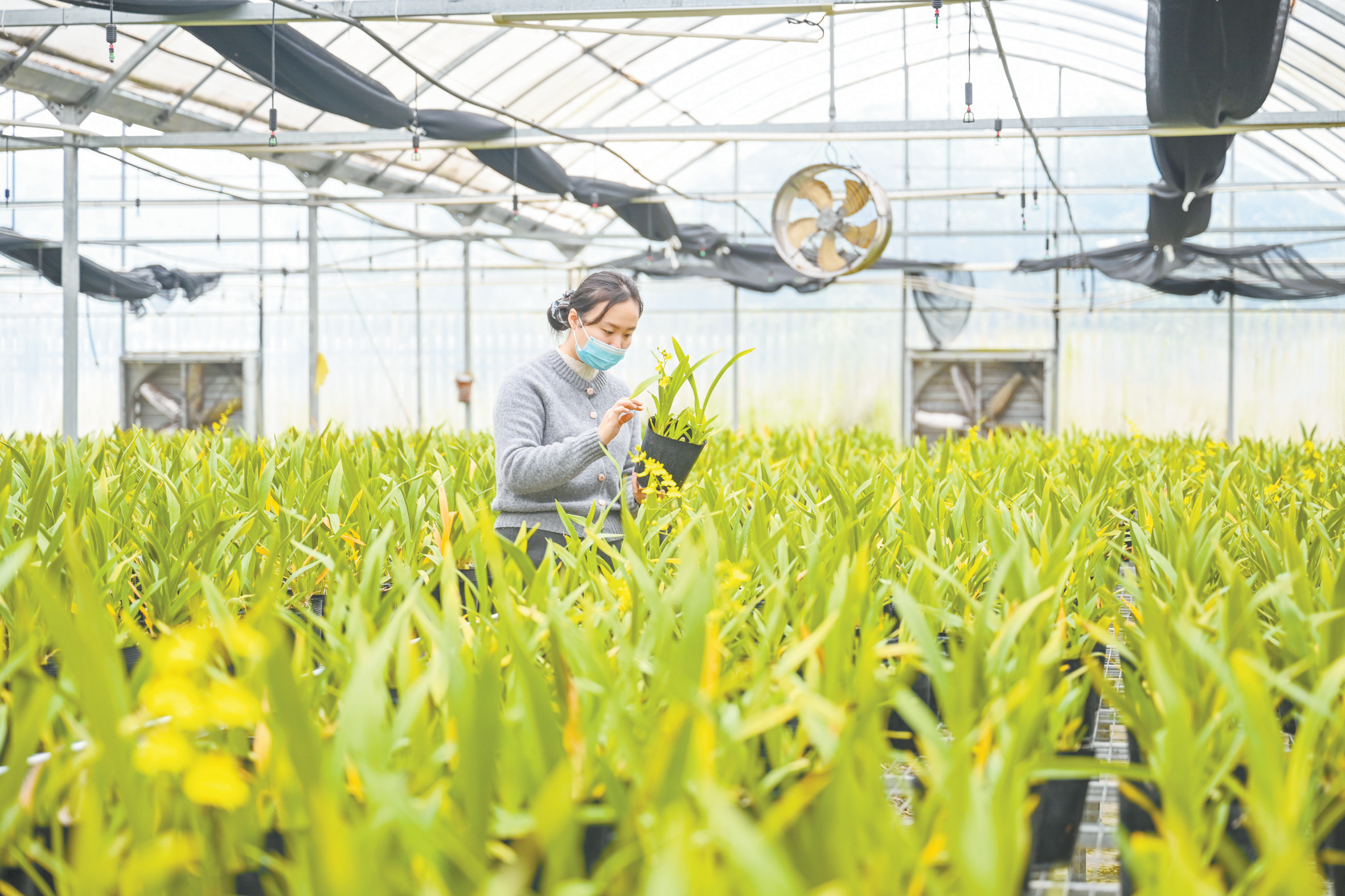 姹紫嫣红迎马年 花开新春香自来