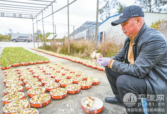 春节临近，平潭水仙花也将迎来花季