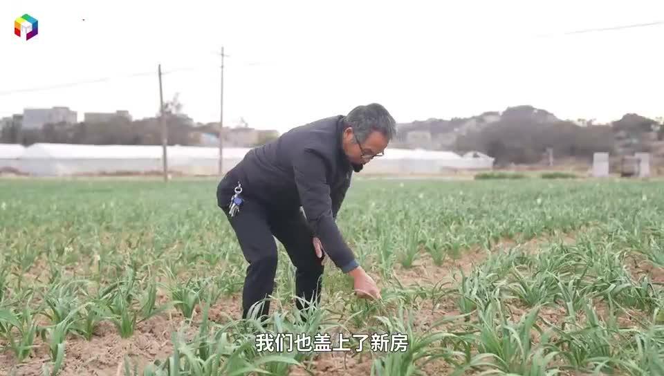 守花人刘豪，与水仙相伴四十年