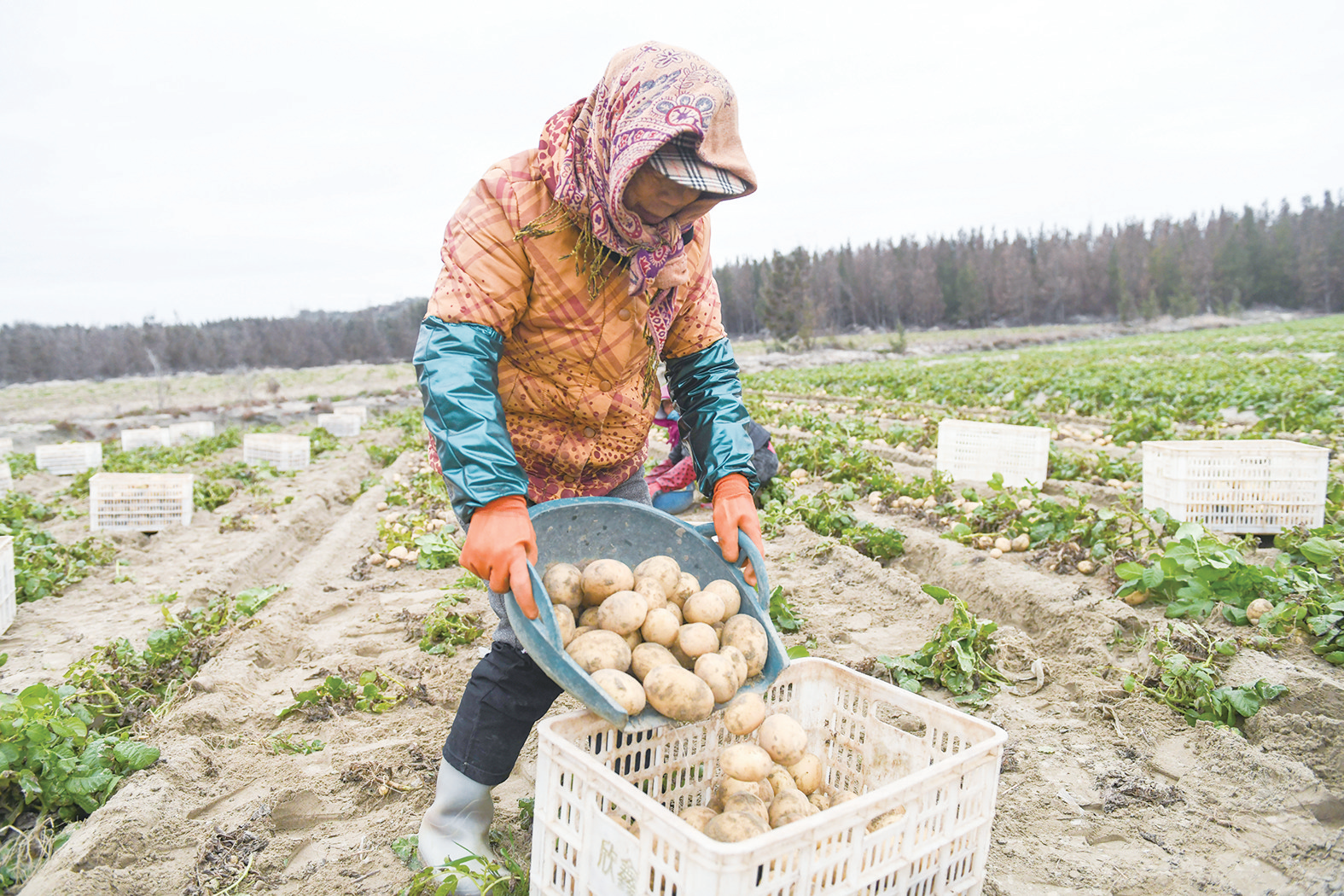田间丰收忙 岚岛春潮涌