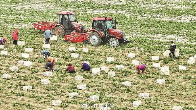 【平潭幸福洋吹沙地上一派丰收盛景】