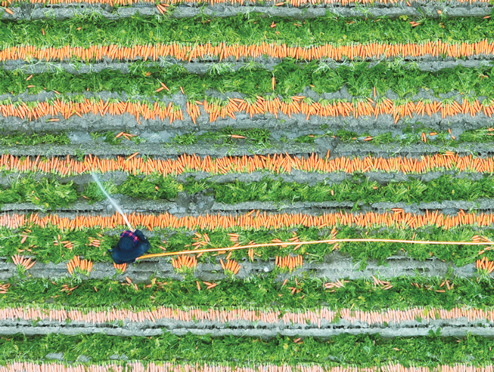 平潭幸福洋一期盐碱地胡萝卜迎丰收