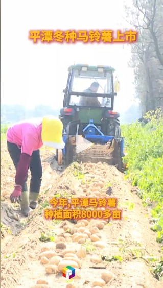 平潭冬种马铃薯上市