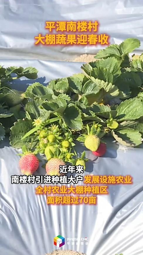 平潭南楼村大棚蔬果迎春收