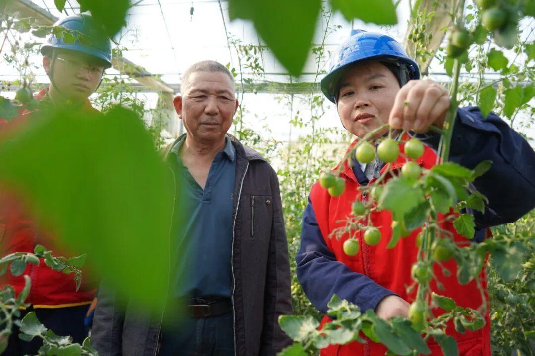 万象“耕”新正当时 平潭电力优质服务进大棚