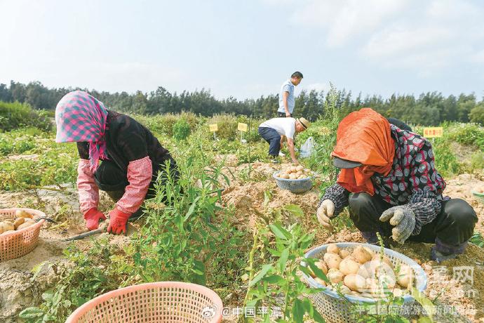 平潭农业农村局对马铃薯新品种展示示范片开展测产验收工作