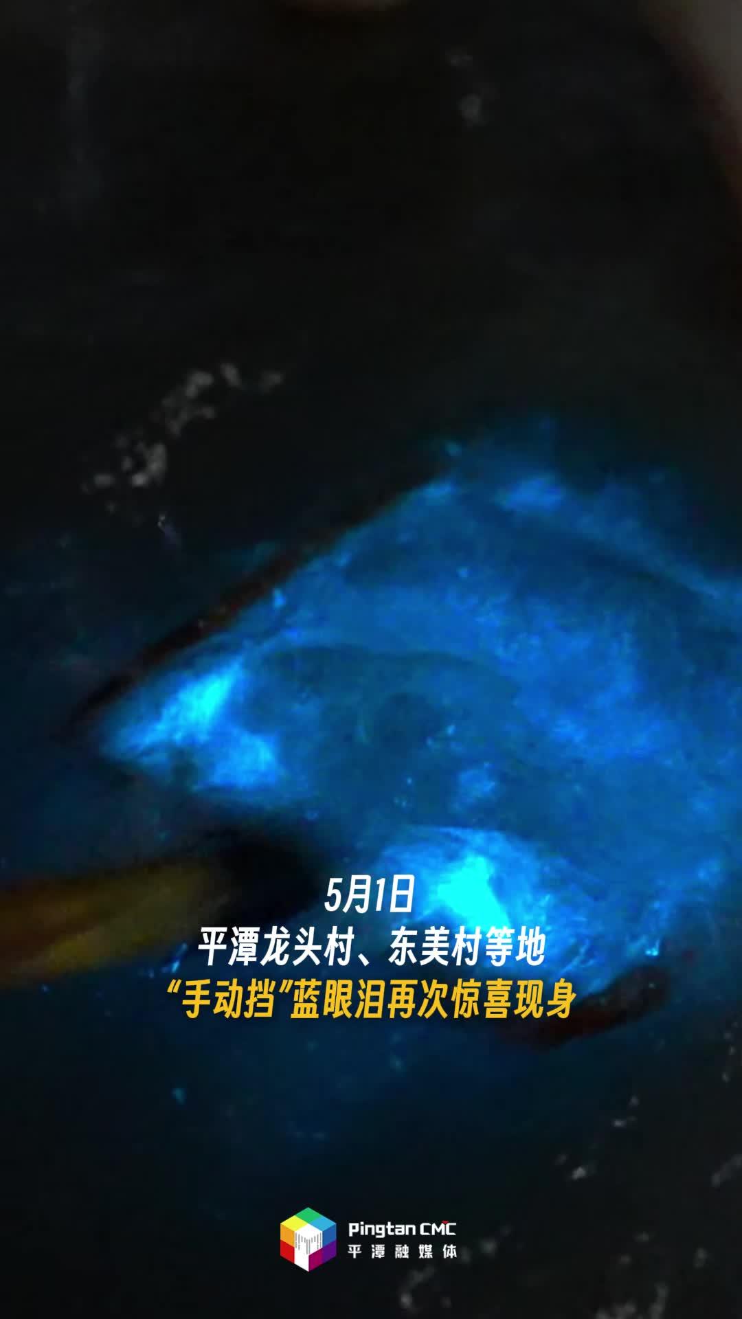 “五一”假期首日，平潭出现蓝眼泪
