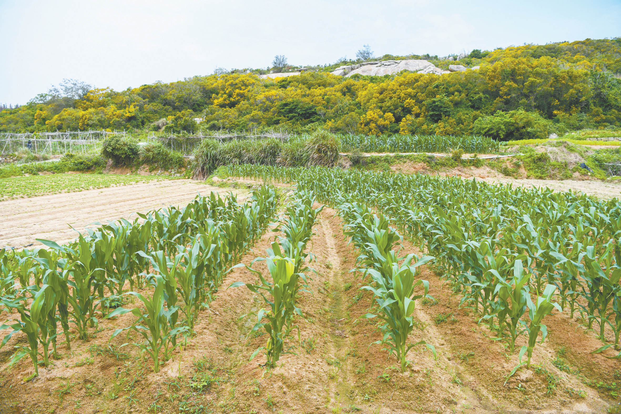 初夏好光景 海岛平潭农事忙