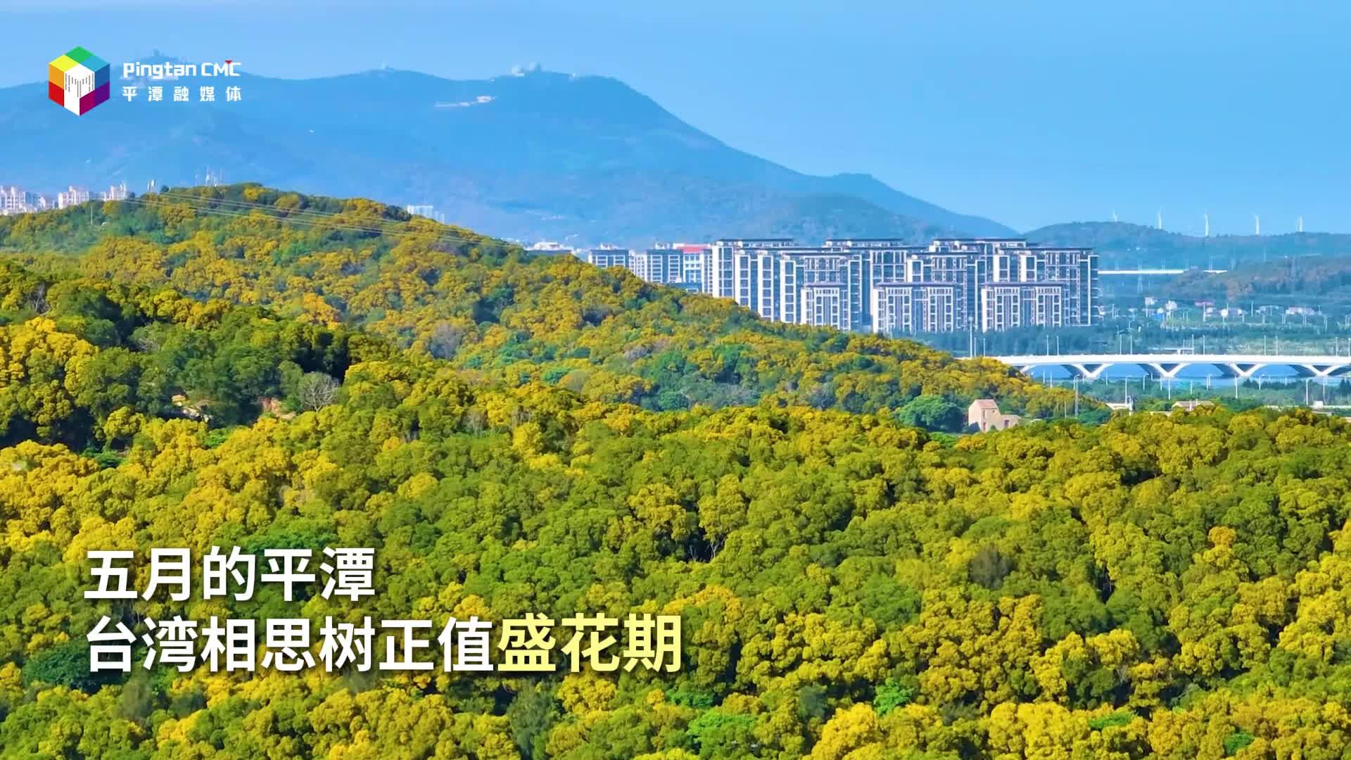 五月相思花开 一树情牵两岸
