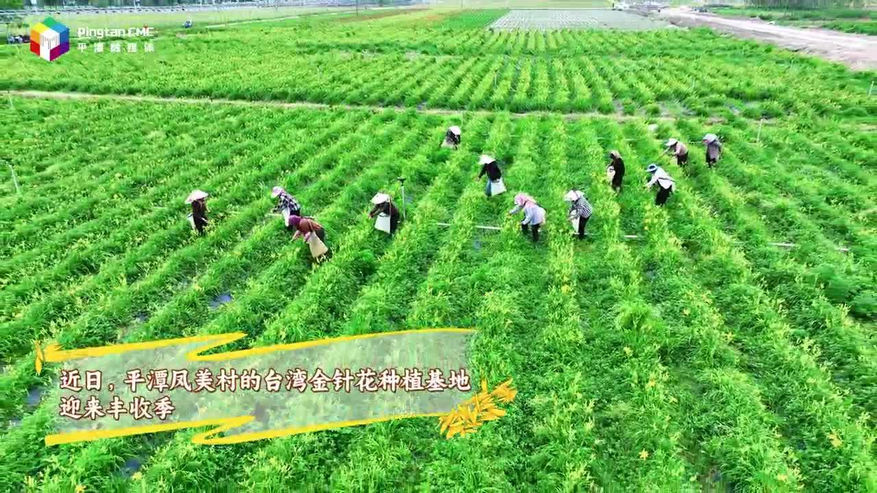 平潭凤美村又迎金针丰收季